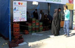 میوه تنظیم بازار شب عید قم خریداری و ذخیره سازی شد