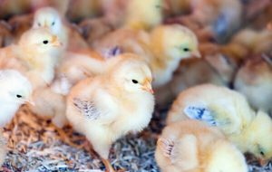 جوجه ریزی در واحدهای پرورش مرغ قم ۱۲۲ درصد افزایش یافت