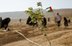 کاشت ۱۰ هزار نهال زیتون به یاد شهدای فلسطین در قم